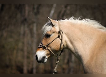 Caballo del fiordo noruego (Fjord), Caballo castrado, 11 años, 152 cm, Buckskin/Bayo