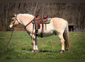 Caballo del fiordo noruego (Fjord), Caballo castrado, 11 años, 152 cm, Buckskin/Bayo