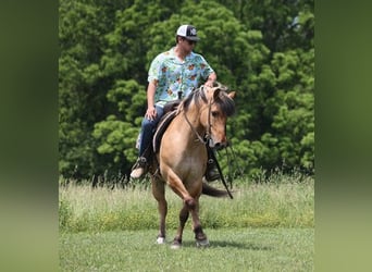 Caballo del fiordo noruego (Fjord), Caballo castrado, 11 años, Buckskin/Bayo