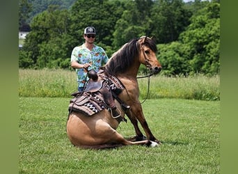 Caballo del fiordo noruego (Fjord), Caballo castrado, 11 años, Buckskin/Bayo