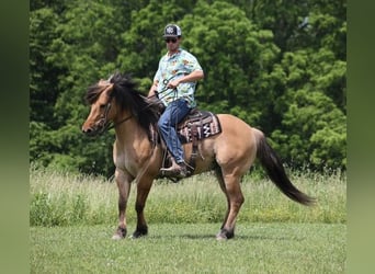 Caballo del fiordo noruego (Fjord), Caballo castrado, 11 años, Buckskin/Bayo