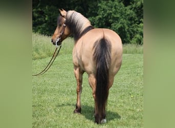 Caballo del fiordo noruego (Fjord), Caballo castrado, 11 años, Buckskin/Bayo