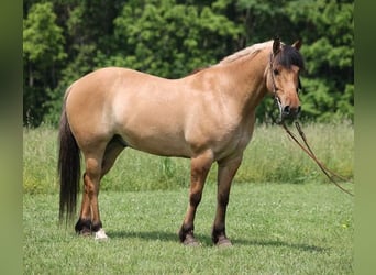 Caballo del fiordo noruego (Fjord), Caballo castrado, 11 años, Buckskin/Bayo