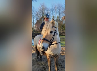 Caballo del fiordo noruego (Fjord), Caballo castrado, 13 años, 144 cm, Buckskin/Bayo