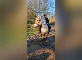 Caballo del fiordo noruego (Fjord), Caballo castrado, 13 años, 144 cm, Buckskin/Bayo