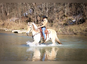 Caballo del fiordo noruego (Fjord), Caballo castrado, 13 años, 147 cm, Buckskin/Bayo