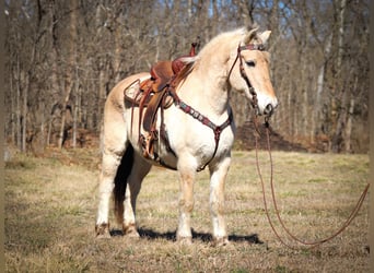 Caballo del fiordo noruego (Fjord), Caballo castrado, 13 años, 147 cm, Buckskin/Bayo