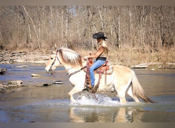 Caballo del fiordo noruego (Fjord), Caballo castrado, 13 años, 147 cm, Buckskin/Bayo