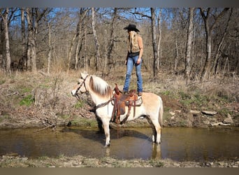 Caballo del fiordo noruego (Fjord), Caballo castrado, 13 años, 147 cm, Buckskin/Bayo