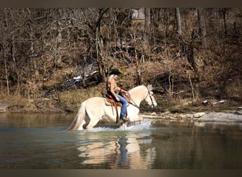 Caballo del fiordo noruego (Fjord), Caballo castrado, 13 años, 147 cm, Buckskin/Bayo