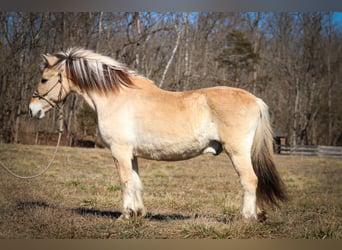 Caballo del fiordo noruego (Fjord), Caballo castrado, 13 años, 147 cm, Buckskin/Bayo