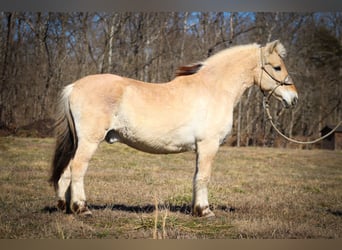 Caballo del fiordo noruego (Fjord), Caballo castrado, 13 años, 147 cm, Buckskin/Bayo