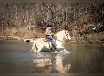 Caballo del fiordo noruego (Fjord), Caballo castrado, 13 años, 147 cm, Buckskin/Bayo