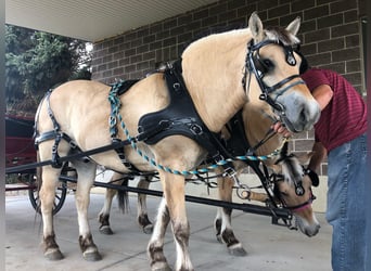 Caballo del fiordo noruego (Fjord), Caballo castrado, 13 años, 150 cm, Buckskin/Bayo