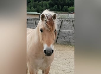 Caballo del fiordo noruego (Fjord), Caballo castrado, 14 años, 145 cm, Bayo