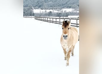 Caballo del fiordo noruego (Fjord), Caballo castrado, 14 años, 145 cm, Bayo