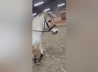 Caballo del fiordo noruego (Fjord), Caballo castrado, 14 años, 147 cm, Buckskin/Bayo