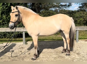 Caballo del fiordo noruego (Fjord), Caballo castrado, 14 años, 148 cm, Bayo