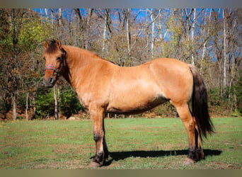 Caballo del fiordo noruego (Fjord), Caballo castrado, 14 años, 150 cm, Buckskin/Bayo