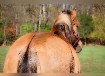 Caballo del fiordo noruego (Fjord), Caballo castrado, 14 años, 150 cm, Buckskin/Bayo