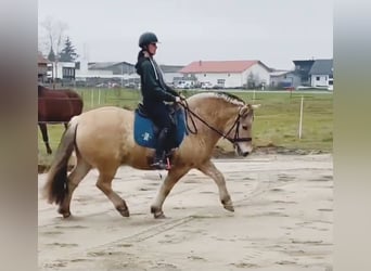 Caballo del fiordo noruego (Fjord), Caballo castrado, 15 años, 143 cm, Bayo