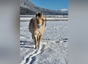 Caballo del fiordo noruego (Fjord), Caballo castrado, 15 años, 145 cm, Bayo