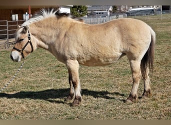 Caballo del fiordo noruego (Fjord), Caballo castrado, 15 años, 150 cm, Buckskin/Bayo