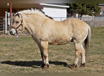 Caballo del fiordo noruego (Fjord), Caballo castrado, 15 años, 150 cm, Buckskin/Bayo