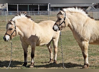 Caballo del fiordo noruego (Fjord), Caballo castrado, 15 años, 150 cm, Buckskin/Bayo