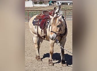 Caballo del fiordo noruego (Fjord), Caballo castrado, 15 años, 150 cm, Buckskin/Bayo