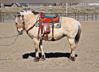 Caballo del fiordo noruego (Fjord), Caballo castrado, 15 años, 150 cm, Buckskin/Bayo