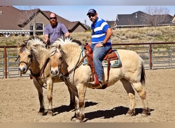 Caballo del fiordo noruego (Fjord), Caballo castrado, 15 años, 150 cm, Buckskin/Bayo