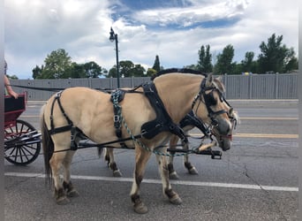 Caballo del fiordo noruego (Fjord), Caballo castrado, 15 años, 150 cm, Buckskin/Bayo