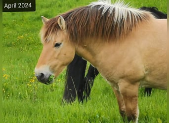 Caballo del fiordo noruego (Fjord), Caballo castrado, 16 años, 143 cm, Bayo