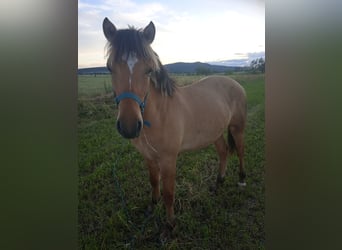 Caballo del fiordo noruego (Fjord), Caballo castrado, 1 año, 137 cm, Musgo marrón