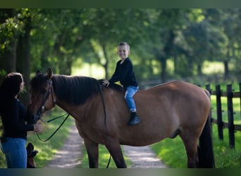 Caballo del fiordo noruego (Fjord) Mestizo, Caballo castrado, 21 años, 155 cm, Castaño claro