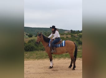 Caballo del fiordo noruego (Fjord) Mestizo, Caballo castrado, 21 años, 155 cm, Castaño claro