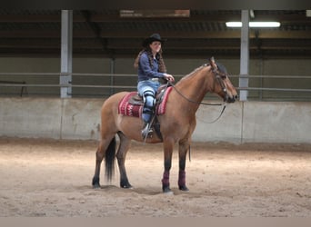 Caballo del fiordo noruego (Fjord) Mestizo, Caballo castrado, 21 años, 155 cm, Castaño claro