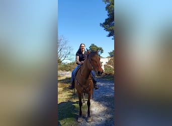 Caballo del fiordo noruego (Fjord) Mestizo, Caballo castrado, 21 años, 155 cm, Castaño claro