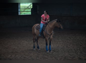 Caballo del fiordo noruego (Fjord) Mestizo, Caballo castrado, 21 años, 155 cm, Castaño claro