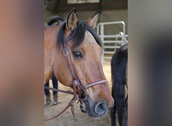 Caballo del fiordo noruego (Fjord) Mestizo, Caballo castrado, 21 años, 155 cm, Castaño claro