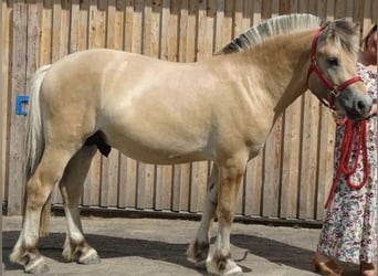 Caballo del fiordo noruego (Fjord), Caballo castrado, 3 años, 140 cm, Bayo