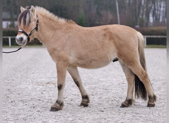 Caballo del fiordo noruego (Fjord), Caballo castrado, 3 años, 144 cm, Buckskin/Bayo