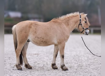 Caballo del fiordo noruego (Fjord), Caballo castrado, 3 años, 144 cm, Buckskin/Bayo