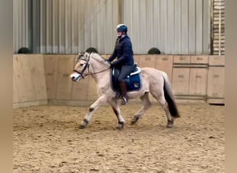 Caballo del fiordo noruego (Fjord), Caballo castrado, 3 años, 144 cm, Buckskin/Bayo