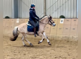 Caballo del fiordo noruego (Fjord), Caballo castrado, 3 años, 144 cm, Buckskin/Bayo