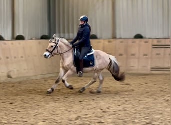 Caballo del fiordo noruego (Fjord), Caballo castrado, 3 años, 144 cm, Buckskin/Bayo