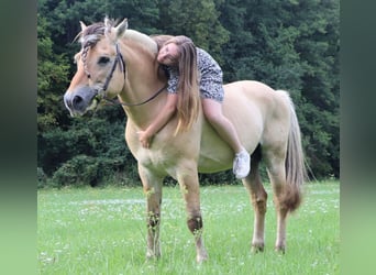 Caballo del fiordo noruego (Fjord), Caballo castrado, 3 años, 147 cm, Bayo