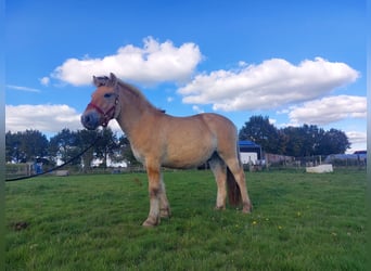 Caballo del fiordo noruego (Fjord), Caballo castrado, 3 años, 150 cm