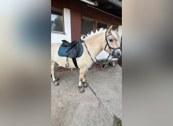 Caballo del fiordo noruego (Fjord), Caballo castrado, 4 años, 145 cm